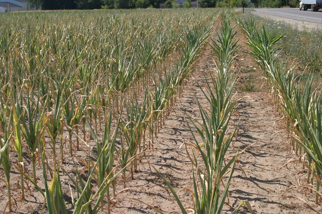 Corn plants